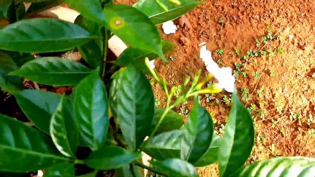 Pinwheel/ Crepe jasmine plant care смотреть онлайн