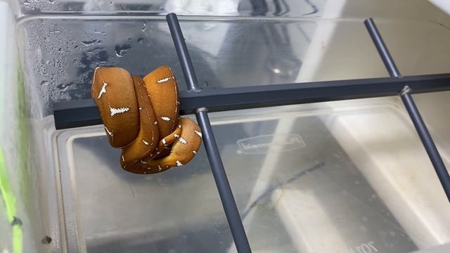 THE MARCIAL MENDEZ COLLECTION TOUR | RED MOUNTAIN HERP | EMERALD TREE BOAS | GREEN TREE PYTHONS смотреть онлайн