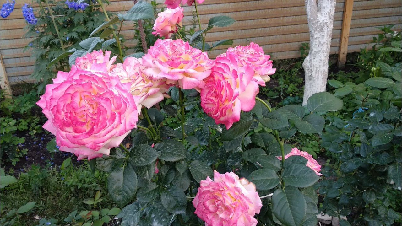 Розы. Цветение роз в августе. Какие розы я могу Вам порекомендовать точно. Лучшие сорта роз. смотреть онлайн