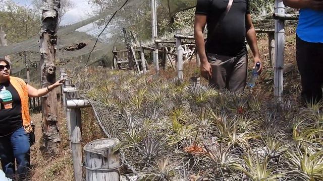 El Zar de las Tillandsias, Tercera parte. смотреть онлайн