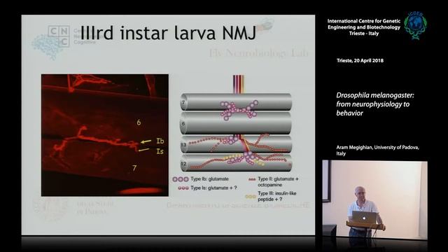 A. Megighian - Drosophila melanogaster: from neurophysiology to behavior смотреть онлайн