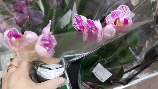 ЗАВОЗ ОРХИДЕЙ В ОБИОЗМОЛЛ10.04.23