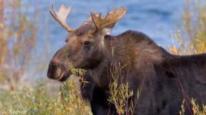 КТО ТАКОЙ ЛОСЬ | КАК ВЫГЛЯДИТ ЛОСЬ | ГДЕ ОБИТАЕТ ЛОСЬ