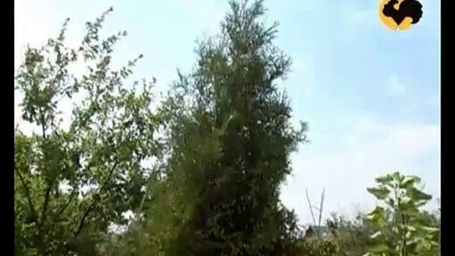 Ландшафтный дизайн  Ландшафтные хитрости 26