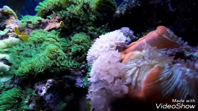 морской аквариум дома смотреть онлайн