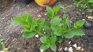 Как растет  гортензия Самарская Лидия из Поиска.