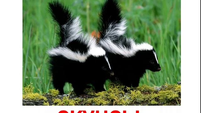 Животные_хищники_енотовые_куньи_виверровые жануарлар смотреть онлайн