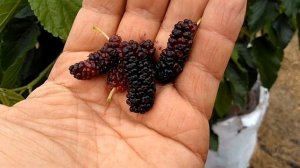 Тестируем шелковицу сорта Джерарди(Gerardi,Morus macroura)