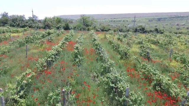 Отдых в Крыму в мае 2020 - пансионат Лазурный Коктебель смотреть онлайн