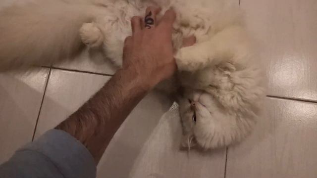 The Most Adorable Kittens😅