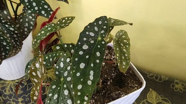 Бегония Макулата❤️ смотреть онлайн