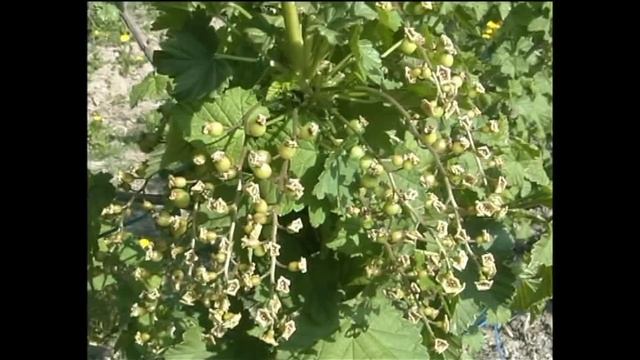 Выращивание смородины и крыжовника на шпалере смотреть онлайн