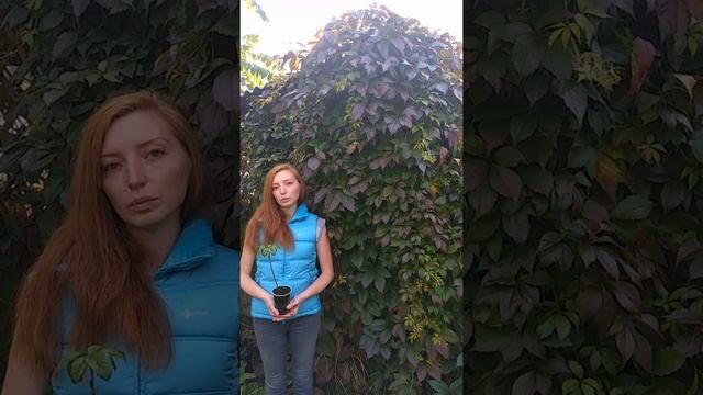 Виноград девичий смотреть онлайн