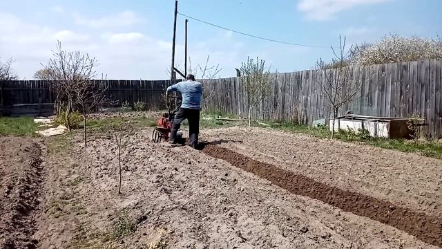 Хопер 900 mq. Посадка картофеля под плуг. смотреть онлайн