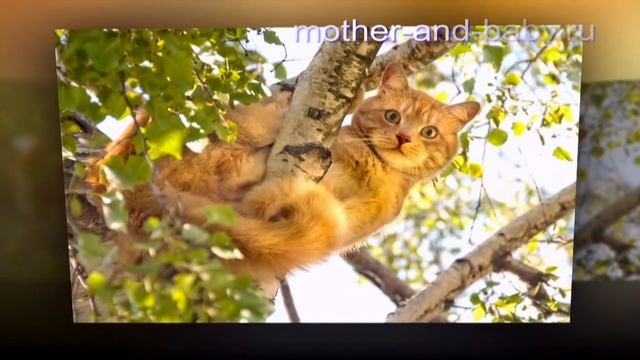 Коты весной: на поиски приключений! смотреть онлайн