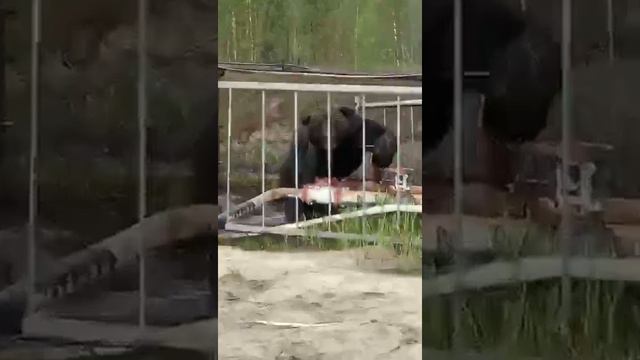 Медведь вмешался в работу томских нефтяников на месторождении смотреть онлайн