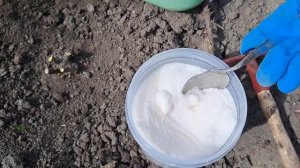 ПОЧЕРНЕЛИ ПОБЕГИ У РОЗЫ ПОСЛЕ ЗИМОВКИ. НЕ БЕДА! РЕАНИМИРУЕМ ДВУМЯ СПОСОБАМИ!