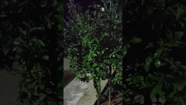 Beautiful tulasi plant in my garden смотреть онлайн