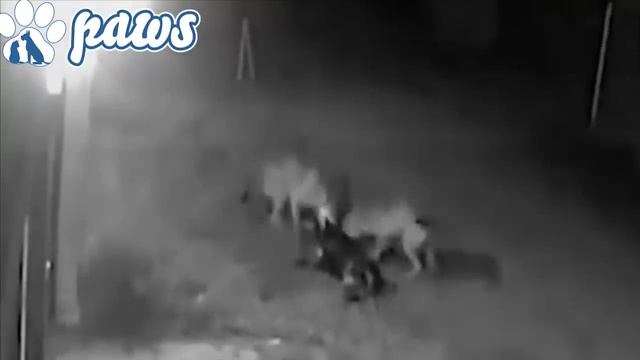 Wolves Attack A Rottweiler| Leopard Attacks A Dog