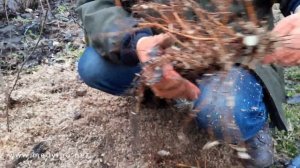 Как вырастить клоновый подвой