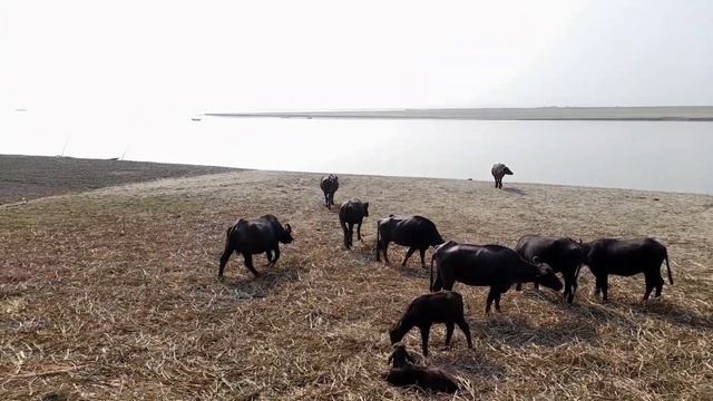 Бангладеш 🇧🇩 (Bangladesh) прогулка по берегу реки Падма (Ганг) смотреть онлайн