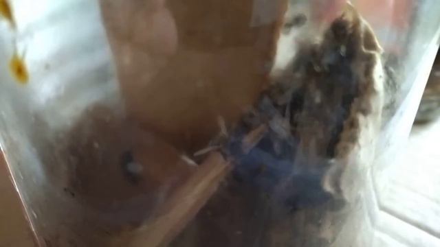 Пчёлы домашние. Живут в квартире, зимовать не хотят. смотреть онлайн