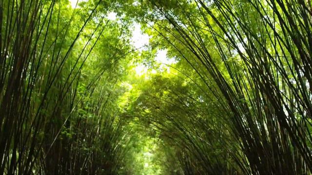 10 Gorgeous Plants To Grow Against A Fence (From Stunning Flowers To Edibles!)