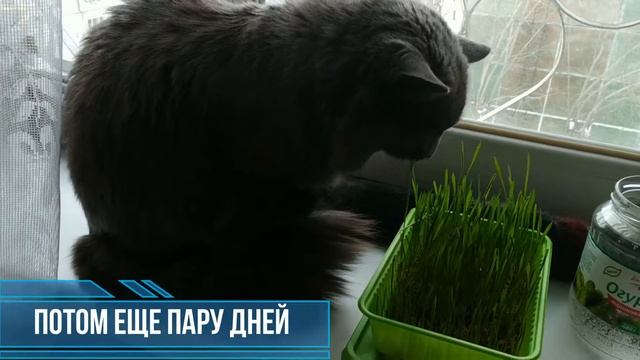 Трава для кота на подоконнике. Смешно ест! смотреть онлайн