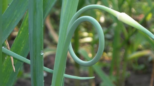 ЧЕСНОК будет КРУПНЫЙ! Когда и как правильно обрывать СТРЕЛКИ ЧЕСНОКА? смотреть онлайн