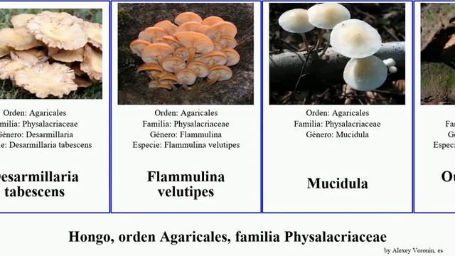 Hongo, orden Agaricales, familia Physalacriaceae fungus Armillaria Fuse tabescens Desarmillaria смотреть онлайн
