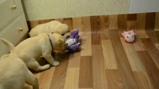 www.bull-mastiff-dog.com смотреть онлайн