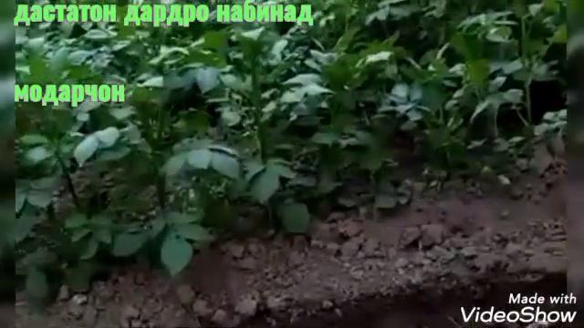 Гулхои Модарчонам🌹🌹🌹 дастатон дардро набинад модарчон🤲🤲 смотреть онлайн