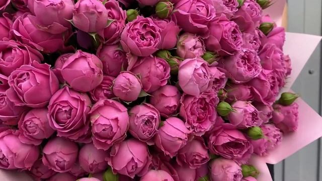 29 веток кустовой пионовидной розы ? смотреть онлайн