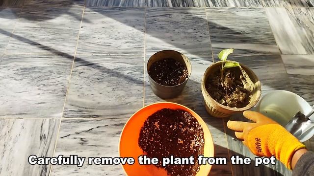 Repotting my New Aglaonema Silver Bay | Urdu + Hindi | Plants forever смотреть онлайн