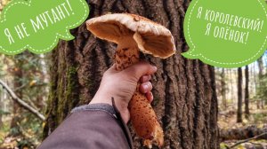 Напала на грибы неожиданно продуктивно. Середина октября, до нас дошли белые