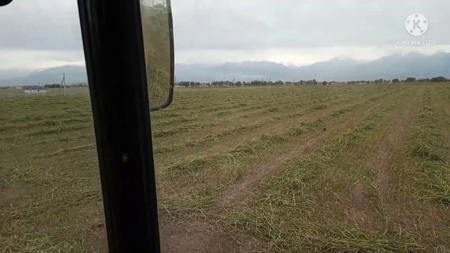 Первый выезд после ремонта двигателя МТЗ 82.1 турбо ,кошу суданку,камыш, коноплю. смотреть онлайн