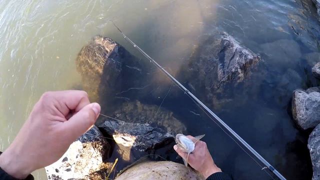 Как ловить форель в горной реке, убойный клев. Bow River Fishing смотреть онлайн