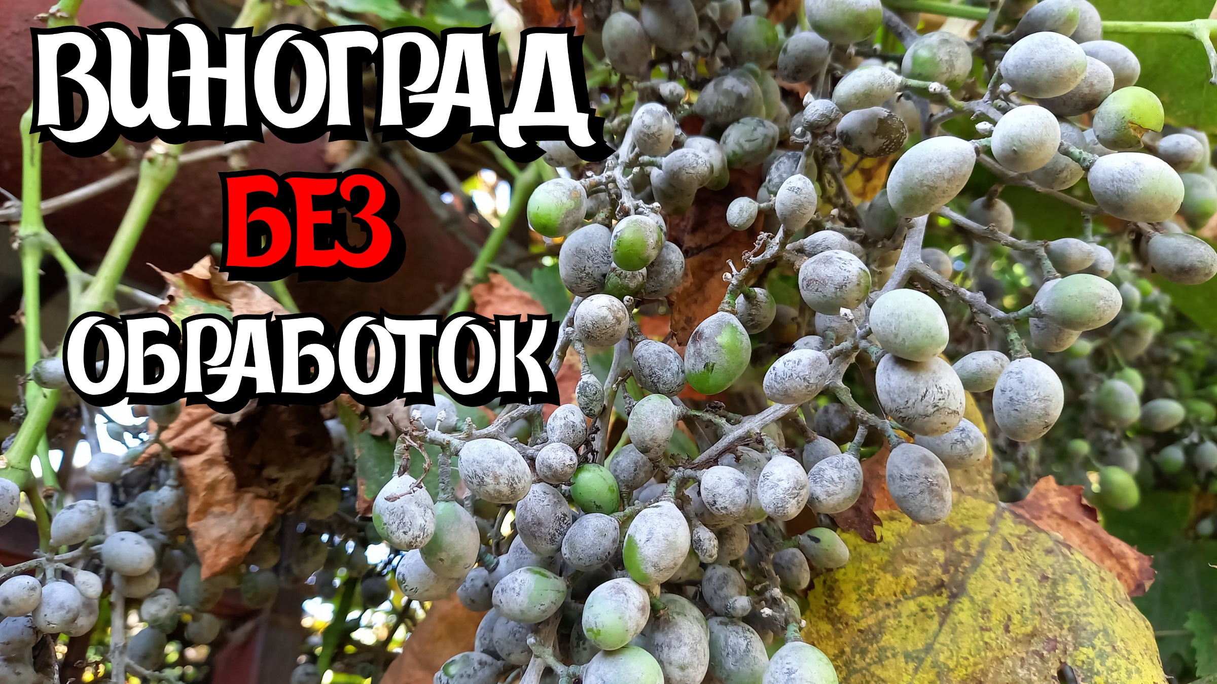 Состояние винограда БЕЗ ОБРАБОТОК. смотреть онлайн