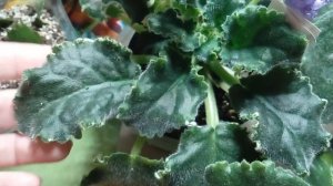 Фиалка АВ-Полный Восторг, АВ-Свежий Воздух , Фея (Т. Дадоян).