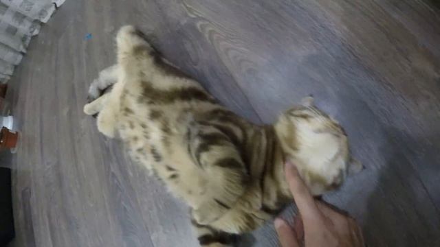 Самый красивый кот! Котейка. Beautiful cat! смотреть онлайн