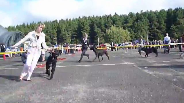 "GOLDEN FAIR-2011",11.09.2011 . БЕЛАРУСЬ, МИНСК cane corso 6 смотреть онлайн
