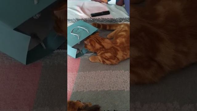 Тоби-ЖАДИНА. #Доброе_утро! 🐕🐈 смотреть онлайн