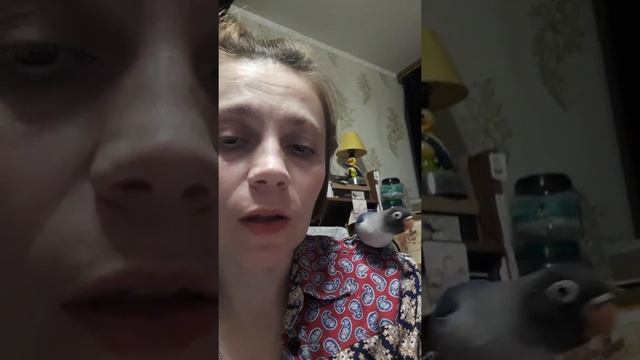 Ручной неразлучник масковый синий старший. смотреть онлайн