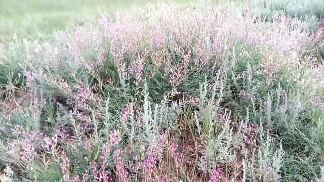 Цветущие степные полукустарники Волгоград Blooming steppe dwarf shrubs Volgograd 盛开的草原矮灌木伏尔加格勒 咲く草原 смотреть онлайн