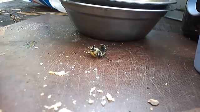 Бухой шмель (не может подняться в небо). drunken bee смотреть онлайн