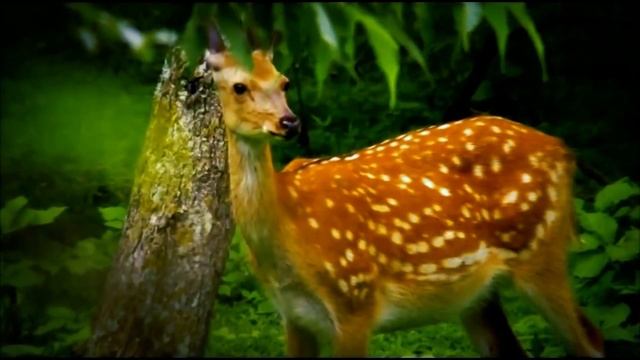 Выпуск №4. #ЯлюблюРоссию смотреть онлайн