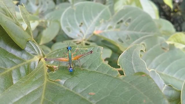 grasshoppers monkey смотреть онлайн