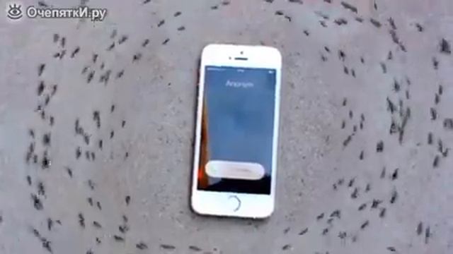 Муравьи вокруг мобильника смотреть онлайн