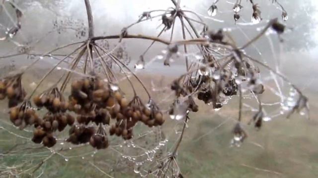 Мой фильм wlmp wlmp В серебристом и сыром тумане смотреть онлайн