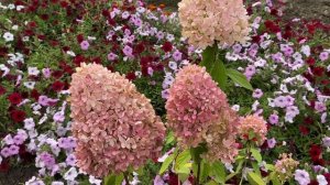 Гортензии в моём саду. Гортензия метельчатая Мэджикал Свит Саммер (Magical Sweet Summer)